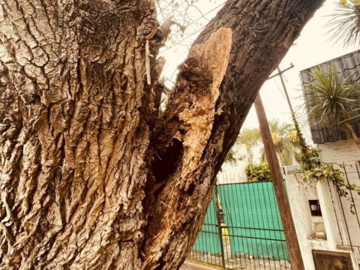 Se desprendió un árbol en Gonnet está a punto de caerse y crece el