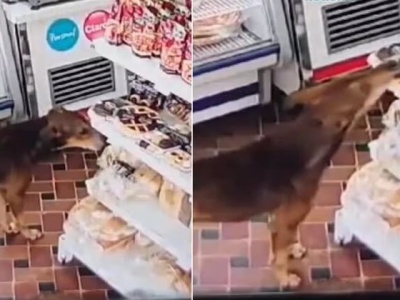Un insólito momento ocurrió cuando un perro robó una pastafrola en un comercio y quedó registrado por las cámara de seguridad