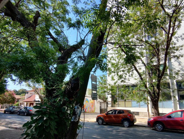 Denunciaron que un poste de 7 metros está sostenido por la rama de un árbol frente al Hospital Rossi de La Plata