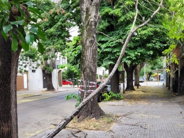 Vecinos advierten por una "rama peligrosa" en 23 entre 54 y 55