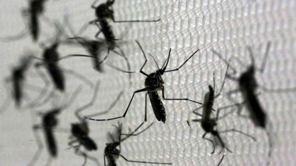 Anticiparon cuándo podría ocurrir el pico de contagios de dengue en Buenos Aires