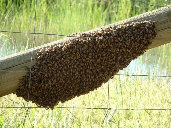&quot;1.000 abejas&quot; atacaron a una familia platense: &quot;Parecía una película de terror&quot;