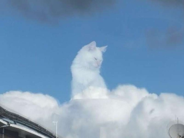 La curiosa foto de un gato que se volvió un meme viral: &quot;Accidentalmente lo convertí en una especie de Dios&quot;