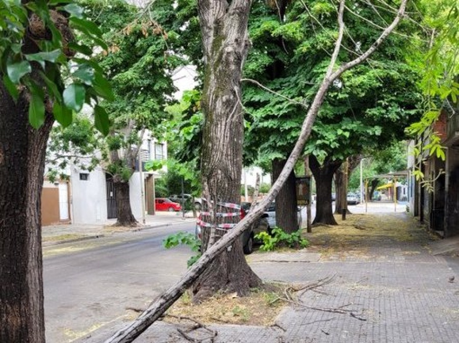 Vecinos advierten por una ”rama peligrosa” en 23 entre 54 y 55