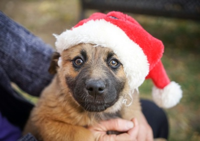 Se viene un gran desfile de mascotas en La Plata con la coronación de los reyes navideños