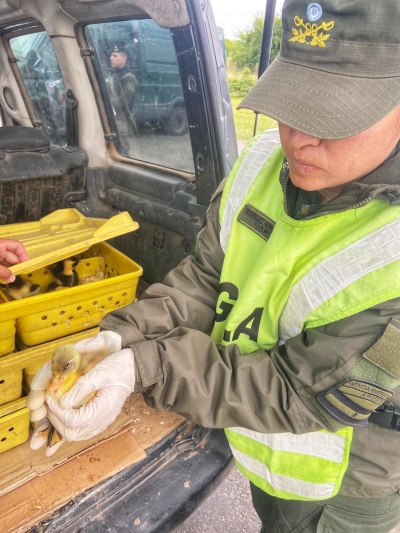 Viajaba con 150 patos en el baúl y fue detenido