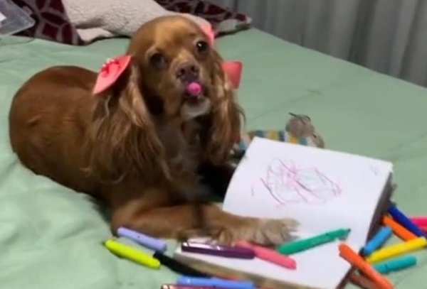 Le enseñó a su perra a dibujar con fibras y hasta le piden que venda los cuadros que hace: "Fue artista en su otra vida"