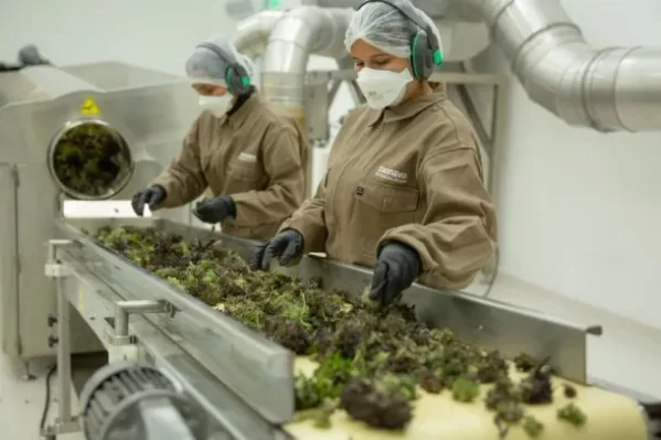 Anmat habilitó la primera planta industrial de cannabis para uso medicinal en Argentina
