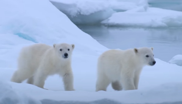 Disney presenta "Osa Polar", un film para ayudar a la especie