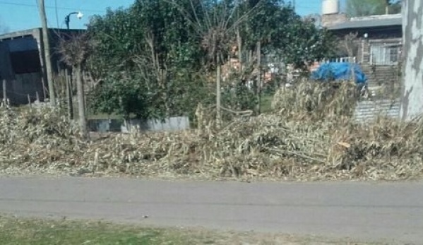 Vecinos de Olmos denuncian que nadie los atiende: "Hace un mes están esas ramas"