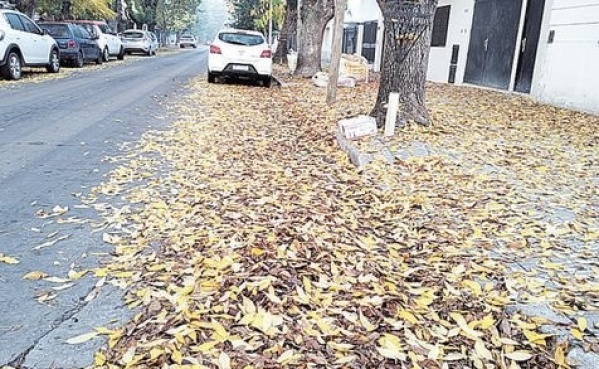 Una vecina platense alertó por la gran cantidad de hojas en la antesala de la tormenta del domingo