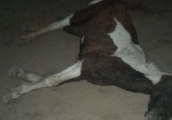 Maltrato animal en Etcheverry: varios caballos muertos y otros en mal estado