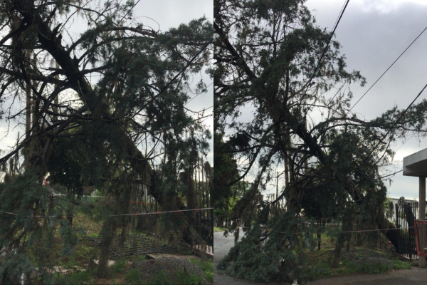 Vecinos de Villa Elvira reportaron que un pino se cayó sobre el tendido eléctrico pero no tuvieron respuestas