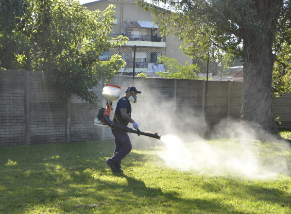 Identificaron una mutación genética en el mosquito del dengue que lo vuelve súper resistente a la fumigación