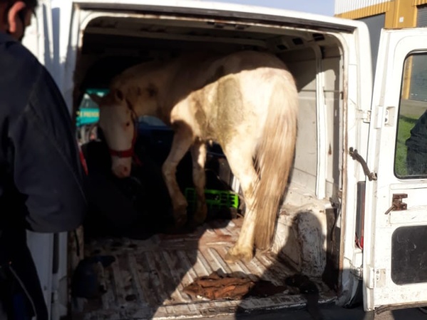 Rescataron un caballo maltratado en La Plata, mientras lo llevaban en la parte de atrás de una camioneta