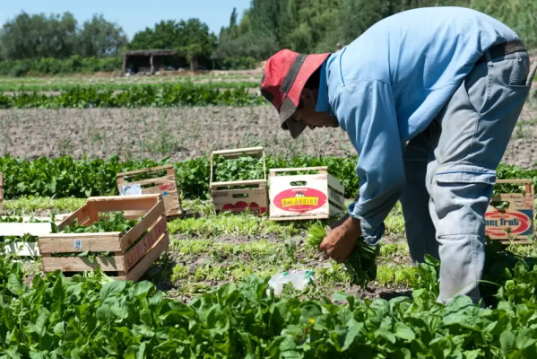 En medio del boom de los invernaderos, quieren controlar el uso de agroquímicos y posibles criaderos de dengue en La Plata