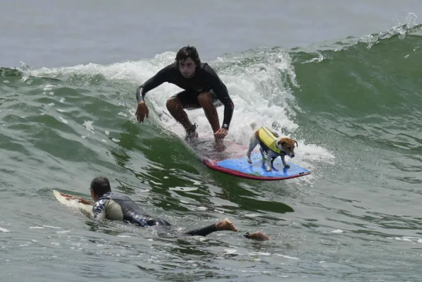 La historia del perro surfer que es viral en las redes