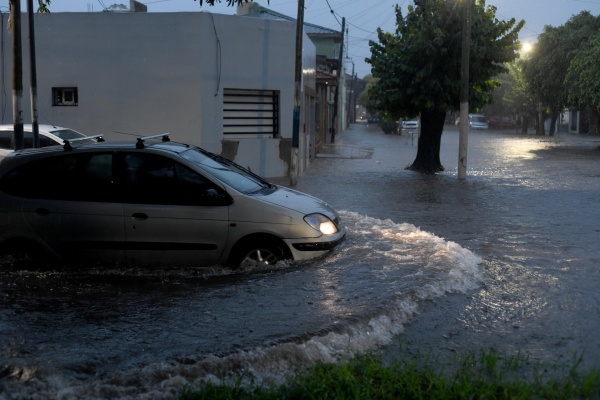 Agua de vereda a vereda y árboles arrancados de raíz: así están las distintas calles de La Plata tras el temporal