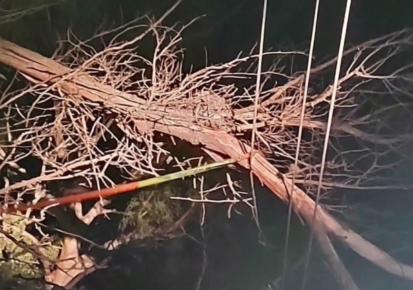 Una rama caída dejó sin luz a un barrio de Villa Elvira: Edelap arregló el tendido y lanzó recomendaciones por la tormenta