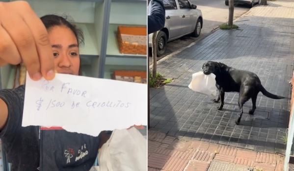 Atendía su panadería y llegó un perro con plata, una bolsa y el pedido para comprar: "¿El dueño es genio o perezoso?"