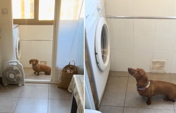Le lavó los juguetes a su perra salchicha, grabó su reacción y se volvió viral: "Díganme que no es la única dramática"