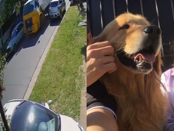 Un camionero desalmado atropelló a un perro en La Plata, se escapó y la familia pide justicia: "No es el primero que mata"