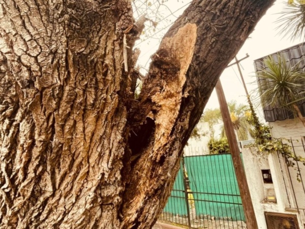 "Se desprendió" un árbol en Gonnet, está a punto de caerse y crece el temor entre los vecinos