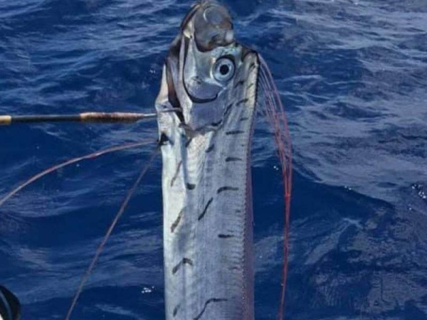El extraño pez de 17 metros de largo que habría vaticinado el terremoto en México