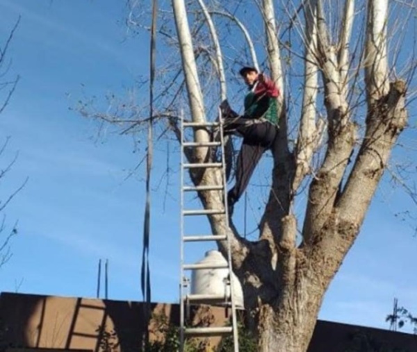 Un platense con 4 hijos se quedó sin trabajo y ahora se gana la vida entre los árboles
