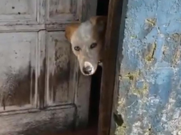 No es joda: Un perro atendió a los trabajadores municipales que hacen los testeos de coronavirus