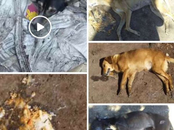 Horror en La Plata: aparecieron muertos perros y gatos por envenenamiento 