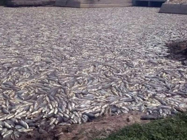 Millones de peces aparecieron muertos en Formosa