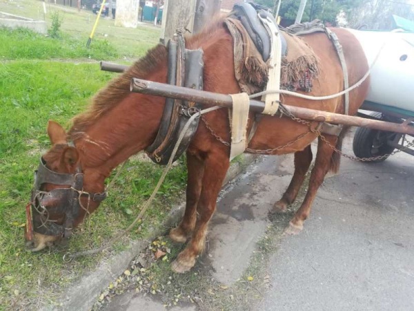Rescataron a un caballo en La Plata que cargaba un termotanque