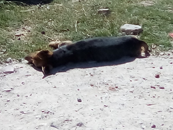 Conmoción por un perro que murió abandonado y al rayo del sol en La Plata por las altas temperaturas: “Nadie lo ayudó"