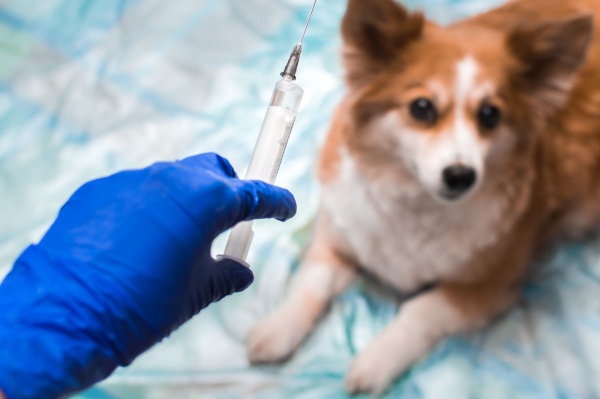 Se viene la vacuna contra el coronavirus para animales