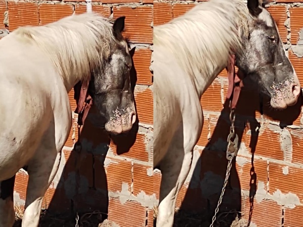 El sufrimiento de un caballo abandonado en 28 y 526: “Está con la cabeza pegada a la pared, ya le di agua pero sigue así”