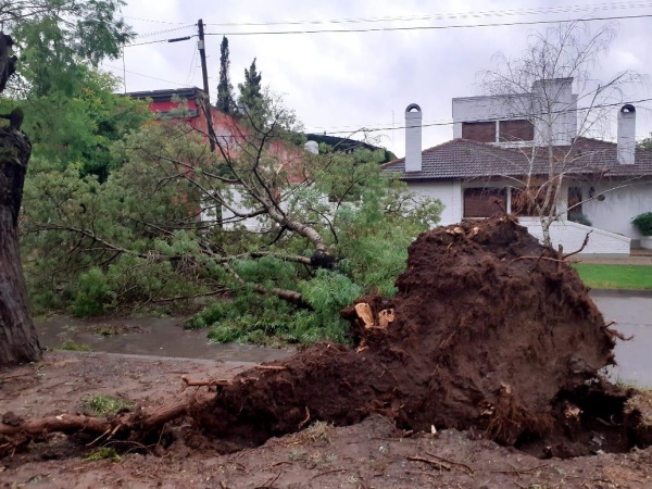 Impactantes fotos del temporal en Chascomús: techos voladores y caída de árboles