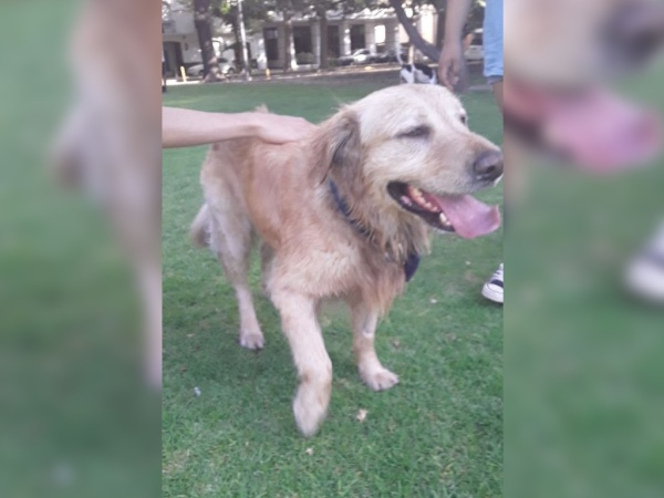 Fue golpeado y abandonado por su dueño en La Plata: "Dijo que el perro comía alimento especial, les tiro la correa y se fue"