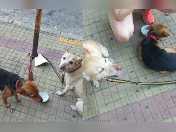 Una mujer deja a sus perros atados en una plaza toda la tarde sin agua ni comida en La Plata: "Dice que es problema de ella"