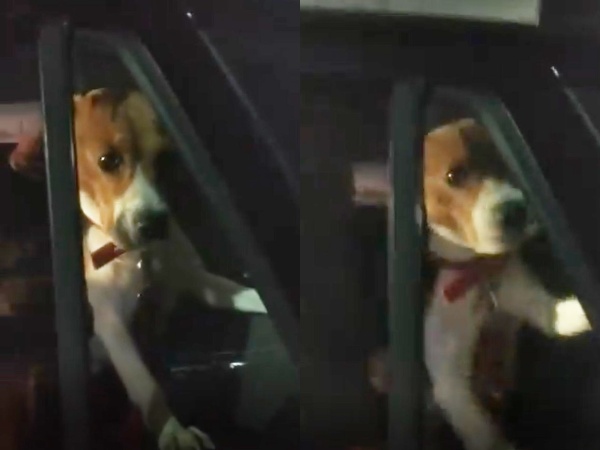 Indignación por un perro encerrado horas en el auto, en un supermercado de La Plata
