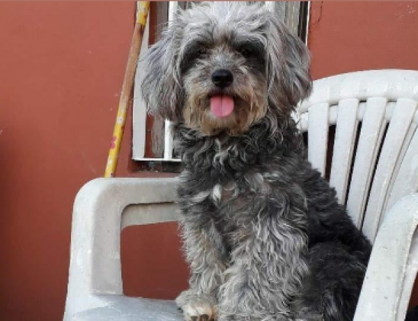"Me cuesta respirar": Ofrece $6.000 de recompensa para quien encuentre a su perra en La Plata
