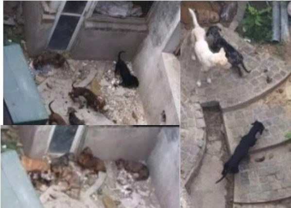 Maltrato animal en 11 entre 61 y 62: "Son 16 perros que están en pésimas condiciones", denuncian los vecinos