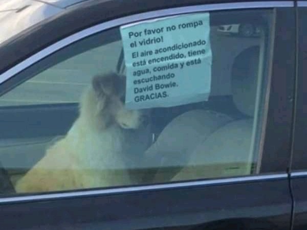 Dejó a su perro encerrado en el auto con un peculiar cartel y se hizo viral: "Por favor, no rompa el vidrio"
