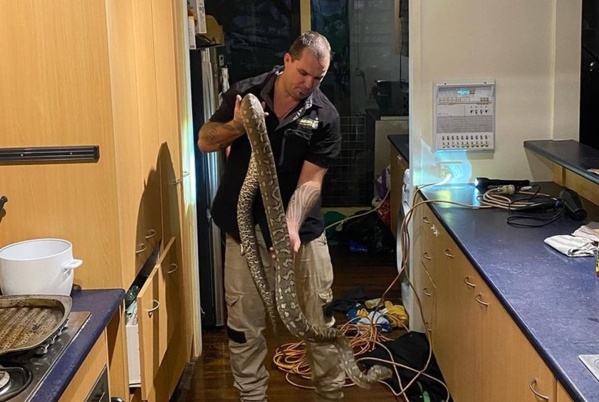 Escuchaban ruidos extraños en su cocina y descubrieron en el techo una serpiente de tres metros