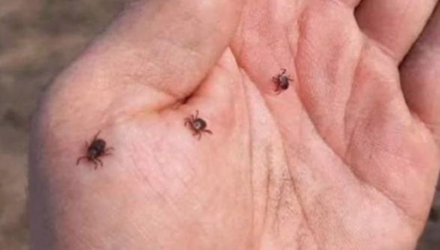 Le dijo a su papá que había encontrado cangrejos bebés y eran garrapatas: ”Te vas agarrar una infección, lávate las manos”