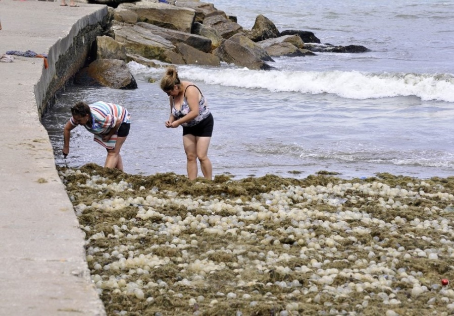 Mar del Plata invadida por algas y ”huevos”: especialistas explicaron que el fenómeno se denomina ”arribazones”