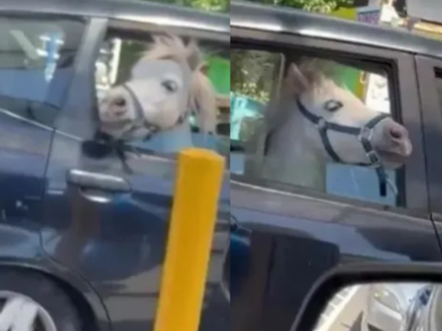 Un caballo apareció en un auto y la justificación de su dueña sorprendió a todos