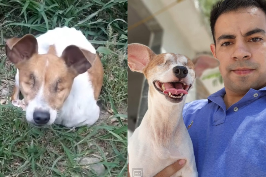 ¡Emocionante!: vio la publicación de una perrita abandonada y le cambió la vida por completo