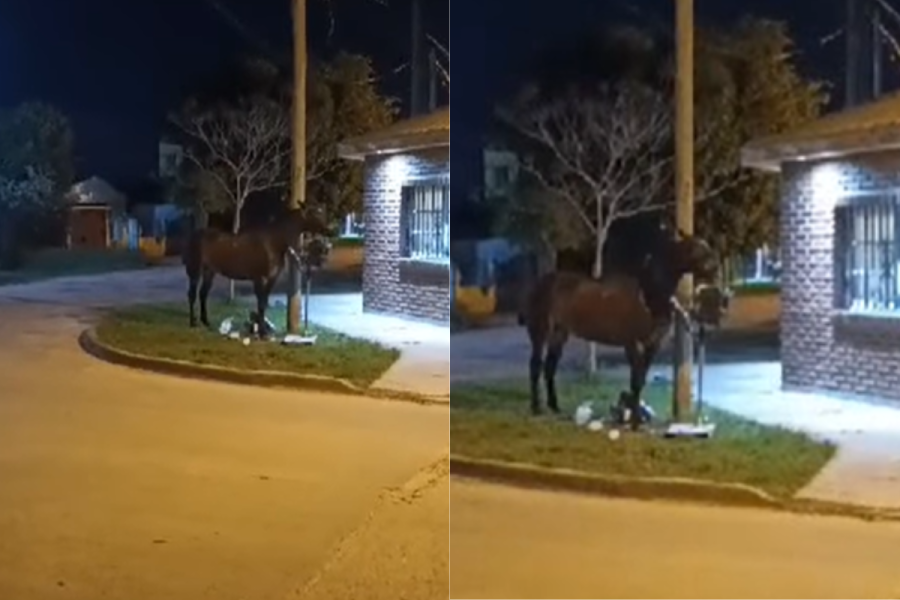 Vecinos de Berisso denunciaron que caballos andan sueltos en plena calle: ”Es un peligro”