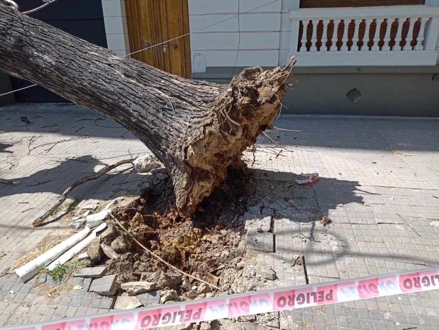 Se cayó un árbol en 43 entre 10 y 11: ”De milagro no le pasó nada a nadie”